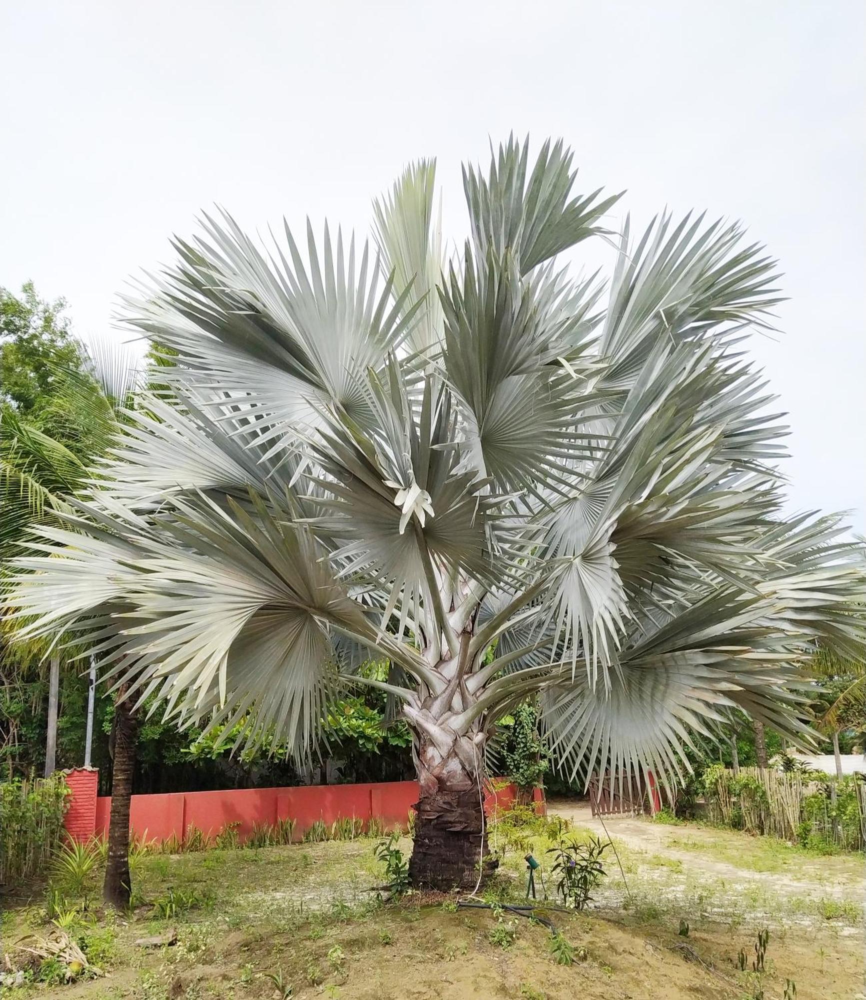 Casa Cumuruxatiba, Natureza E Charme Buitenkant foto